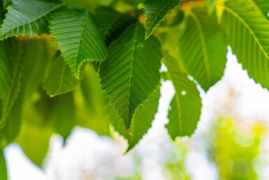 Carpinus betulus 'Lucas' haute-tige 14/16