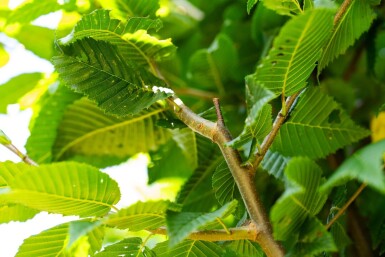 Carpinus betulus 'Lucas' haute-tige 14/16
