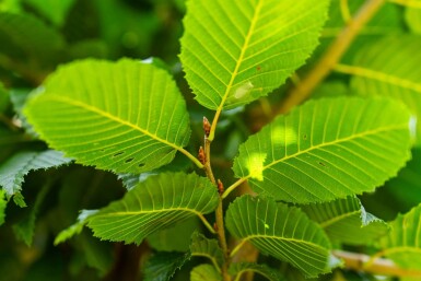 Carpinus betulus 'Lucas' haute-tige 14/16