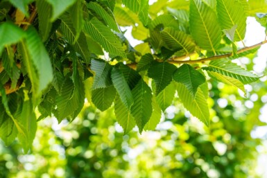 Carpinus betulus 'Lucas' haute-tige 14/16
