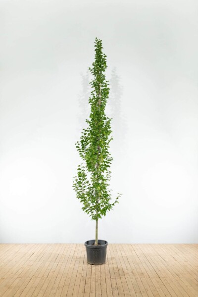 Carpinus betulus 'Lucas' baliveau 4-6
