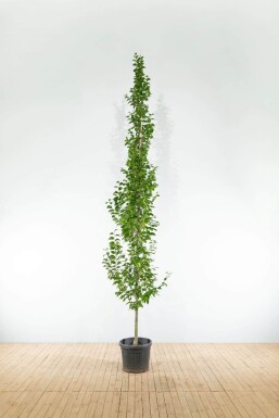 Carpinus betulus 'Lucas' baliveau 4-6