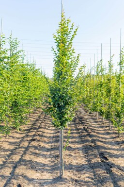 Carpinus betulus 'Lucas' baliveau 4-6