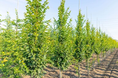 Carpinus betulus 'Lucas' baliveau 4-6