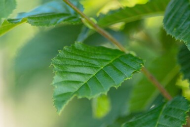 Carpinus betulus 'Lucas' baliveau 4-6