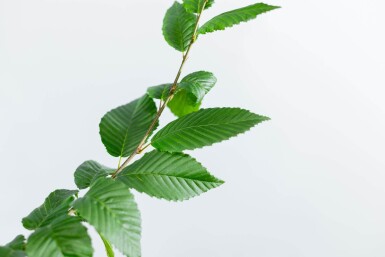 Carpinus betulus 'Lucas' baliveau 4-6