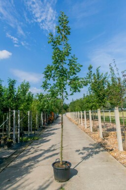 Carya illinoinensis haute-tige