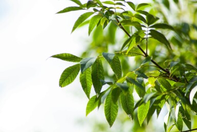 Carya illinoinensis haute-tige