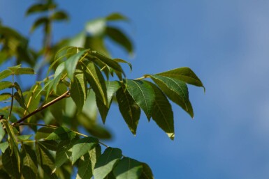 Carya illinoinensis haute-tige