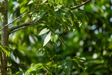 Carya illinoinensis haute-tige