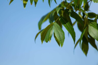 Carya illinoinensis haute-tige