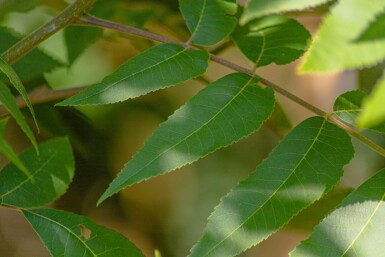 Carya illinoinensis haute-tige