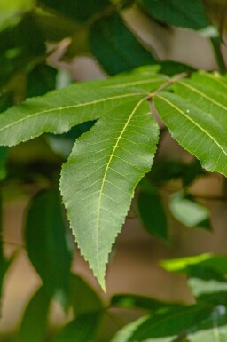 Carya illinoinensis haute-tige