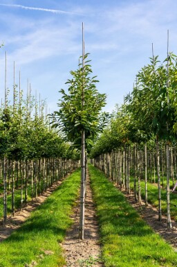 Castanea sativa haute-tige 10/12