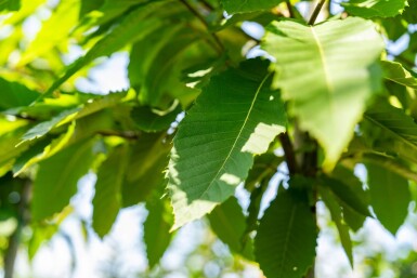 Castanea sativa haute-tige 10/12