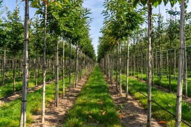 Castanea sativa haute-tige 10/12
