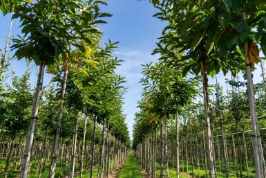 Castanea sativa haute-tige 10/12