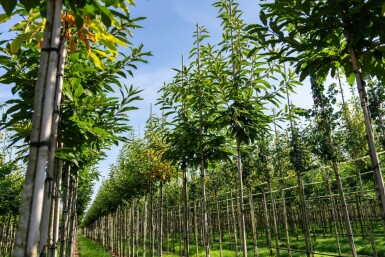 Castanea sativa haute-tige 10/12