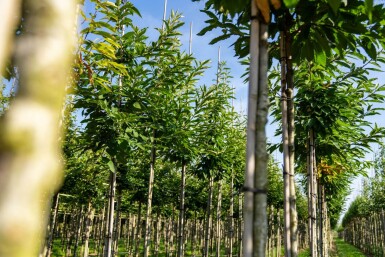 Castanea sativa haute-tige 10/12