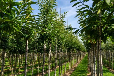Castanea sativa haute-tige 10/12