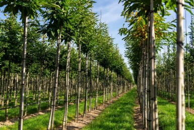 Castanea sativa haute-tige 10/12