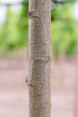 Castanea sativa haute-tige 10/12