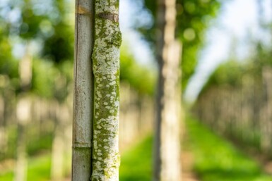 Castanea sativa haute-tige 10/12