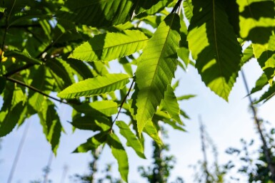 Castanea sativa haute-tige 10/12