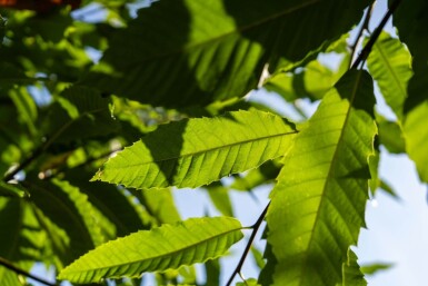 Castanea sativa haute-tige 10/12