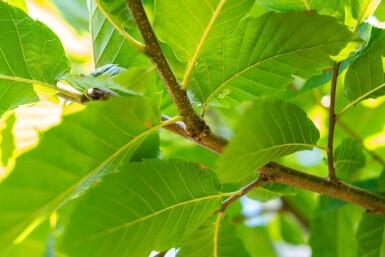 Castanea sativa haute-tige 10/12