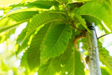 Castanea sativa haute-tige 10/12