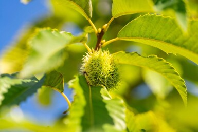 Castanea sativa haute-tige 10/12