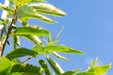 Castanea sativa haute-tige 10/12