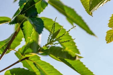 Castanea sativa haute-tige 10/12