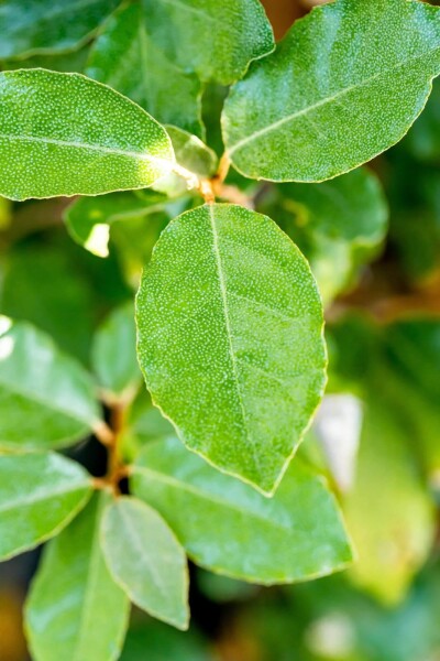 Elaeagnus ebbingei 'Compacta' espalier 8/10 120cm tronc 150b x 120h