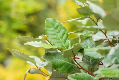 Elaeagnus ebbingei 'Compacta' espalier
