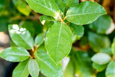 Elaeagnus ebbingei 'Compacta' espalier 8/10 120cm tronc 150b x 120h