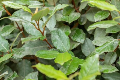 Elaeagnus ebbingei 'Compacta' espalier 8/10 120cm tronc 150b x 120h