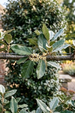 Elaeagnus ebbingei 'Compacta' espalier 8/10 120cm tronc 150b x 120h