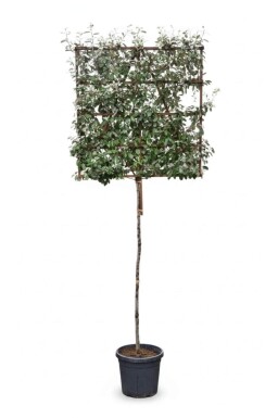 Elaeagnus ebbingei espalier