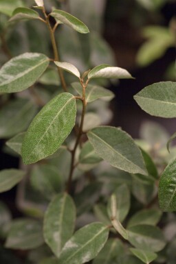 Elaeagnus ebbingei espalier