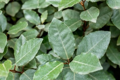 Elaeagnus ebbingei espalier 10/12 190cm tronc 150b x 120h