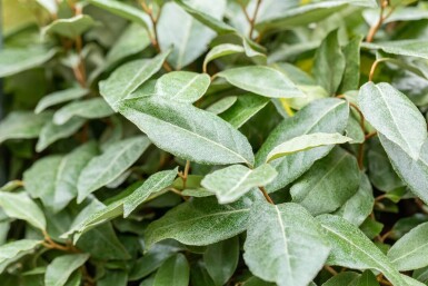 Elaeagnus ebbingei espalier 10/12 190cm tronc 150b x 120h