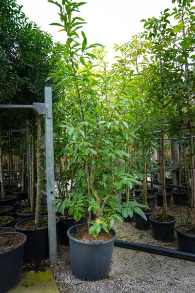 Castanea sativa cépée