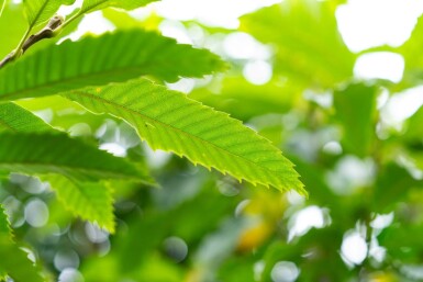 Castanea sativa cépée