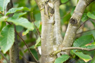Castanea sativa cépée