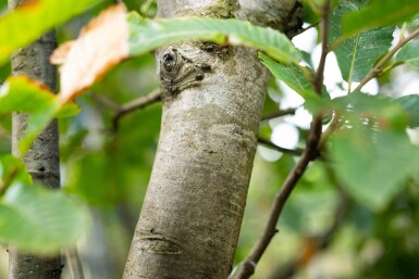 Castanea sativa cépée