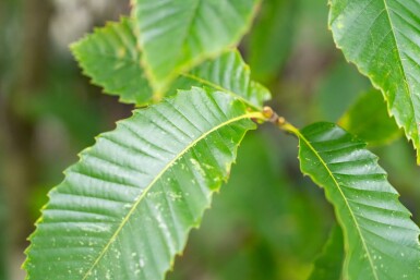 Castanea sativa cépée