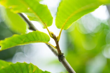 Castanea sativa cépée