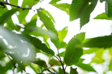 Castanea sativa cépée